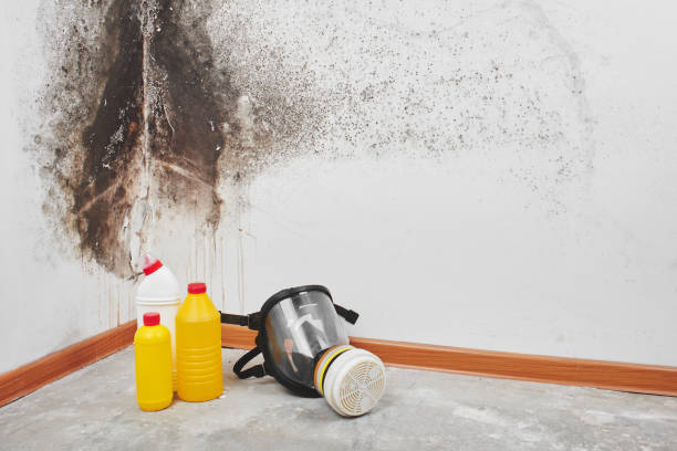 Best Home Mold Removal  in Burke, VA