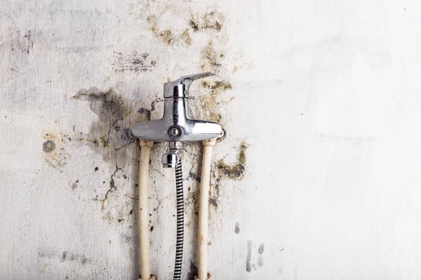 Reliable Burke, VA Mold Removal Solutions