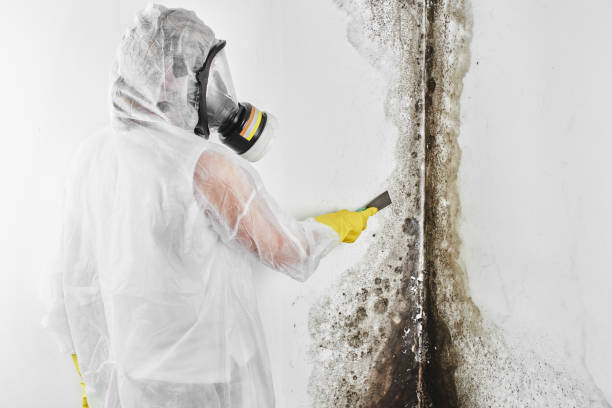 Best Mold Cleaning Services  in Burke, VA