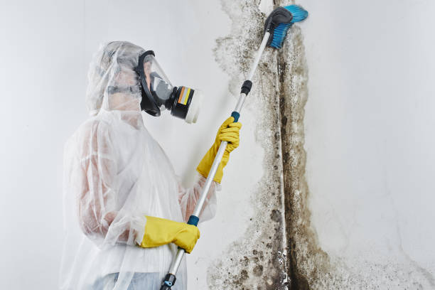 Best Attic Mold Removal  in Burke, VA
