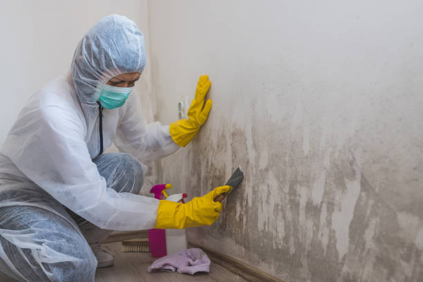 Best Mold Removal Company Near Me  in Burke, VA