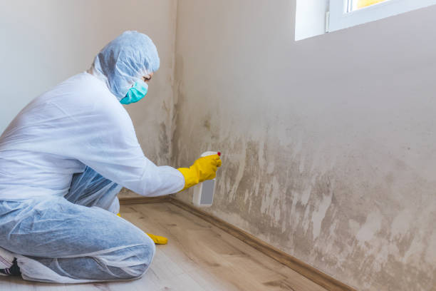 Best Professional Mold Removal  in Burke, VA
