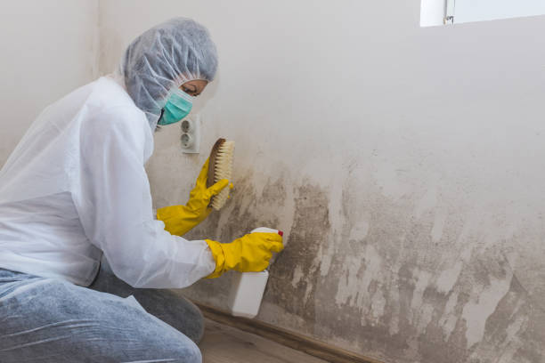Best Best Mold Removal Companies  in Burke, VA