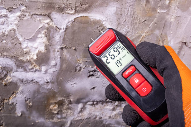 Best Professional Mold Removal  in Burke, VA