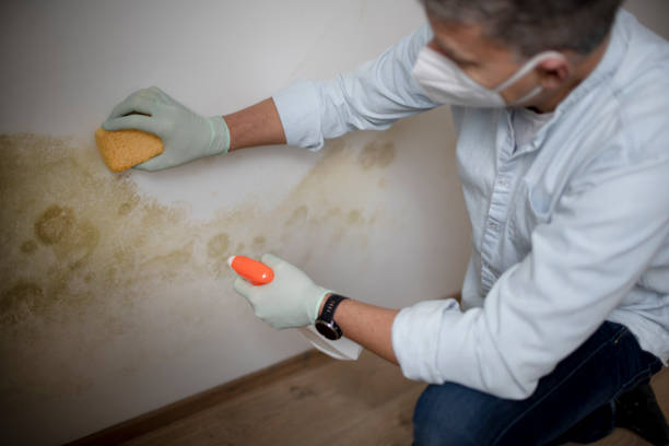Best Mold Removal Specialists  in Burke, VA