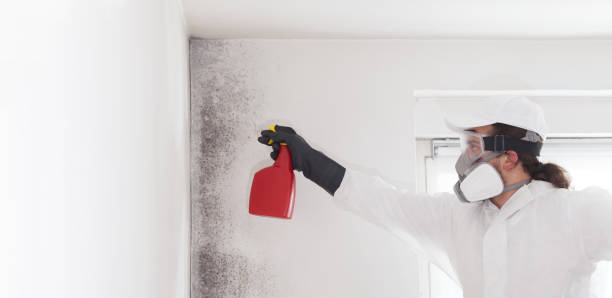Best Professional Mold Removal  in Burke, VA