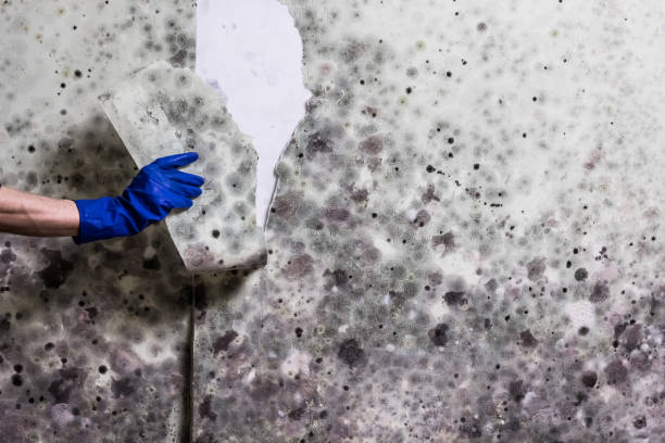 Best Mold Testing  in Burke, VA