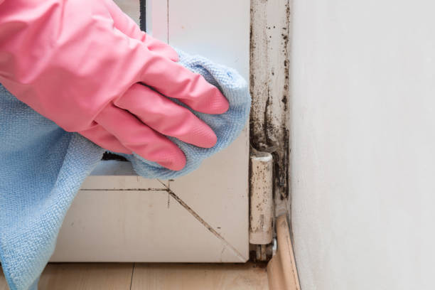 Certified Mold Removal in Burke, VA